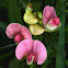 Narrow-leaved Everlasting Pea