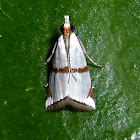 Crambidae moth