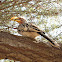 Southern Yellow-billed Hornbill