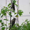 Ladder-backed woodpecker