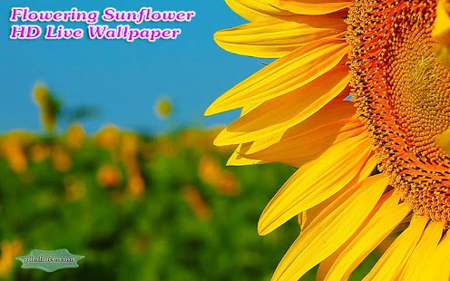 Incredible Flowering Sunflower