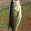 Largemouth Bass