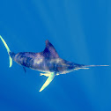 Striped Marlin