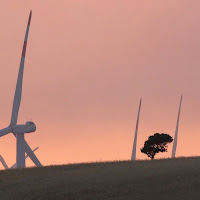 L'albero tra le pale di 