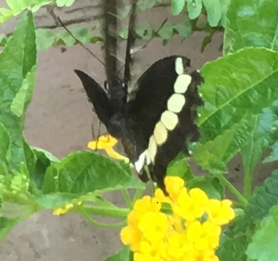 Common Mormon