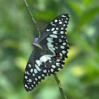 Lime Butterfly