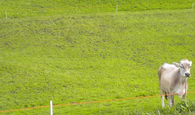 In tutto quel verde... lei di Gufina