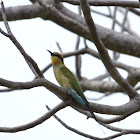 Rainbow Bee-eater (juvenile)