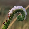 Indian Heliotrope