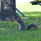 Eastern Fox Squirrel