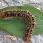 Oak eggar (caterpillar)