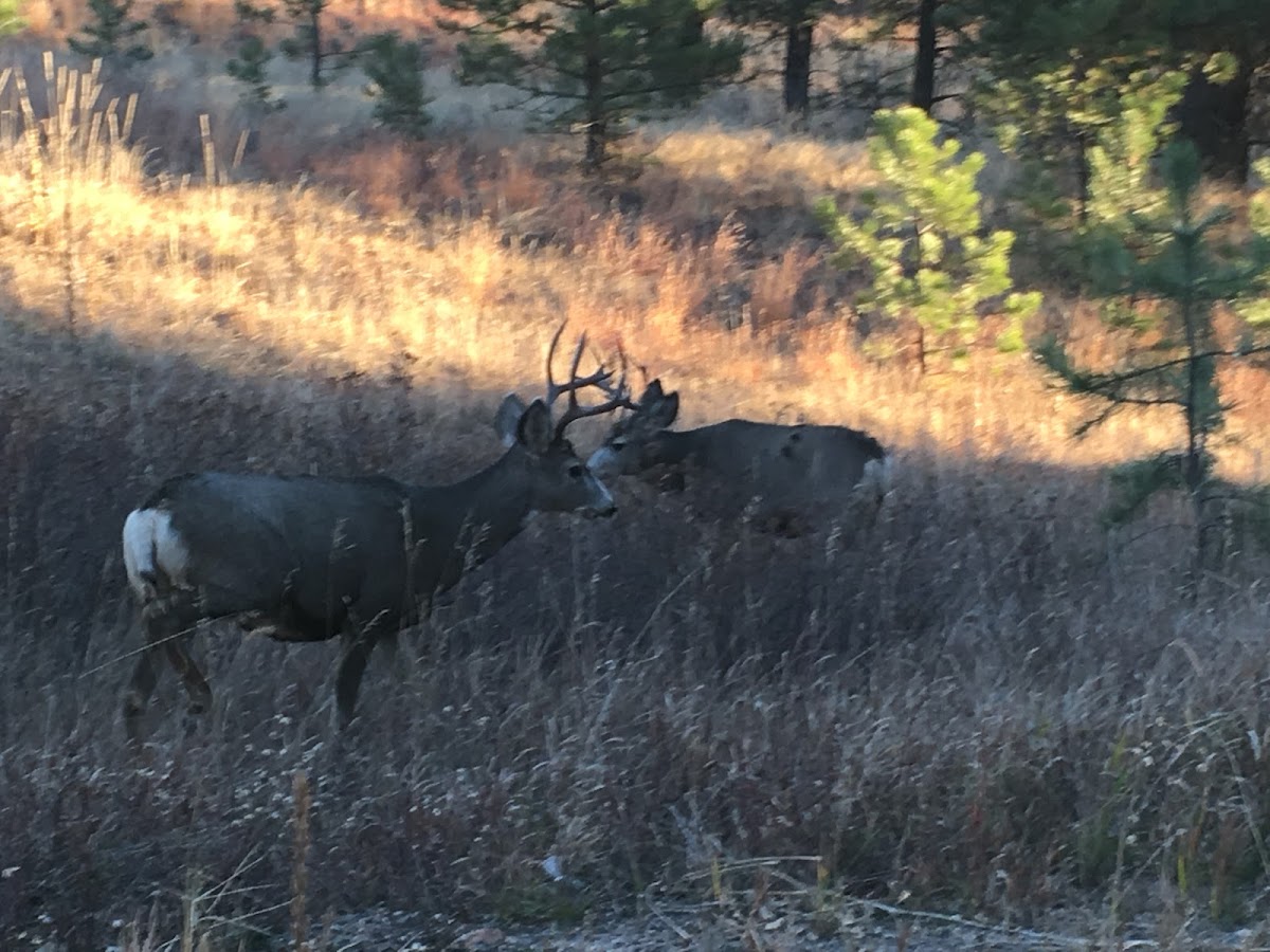 Mule Deer