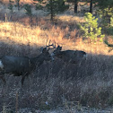 Mule Deer