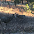 Mule Deer