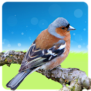 Birds Chaffinch Ringtones  Icon