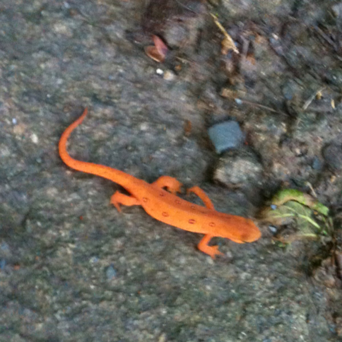 Eastern newt