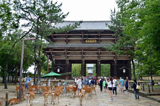 Nara-temple-with-deer.jpg - Nara Park is home to the famous Todai-ji temple with a giant Buddha. However, it is also known for the thousands of deer that wander the grounds.