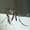 Purple Mosquito