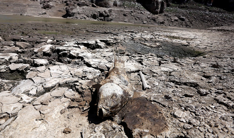 Dead fish lay in the cracked mud in the now dry bed that is the Gamka Dam in Beaufort West in November 08, 2017.