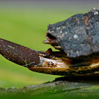 Stick Insect, Phasmid - Female