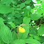 Yellow Lady Slipper