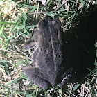 Toad