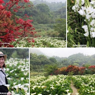 苗榜海芋園