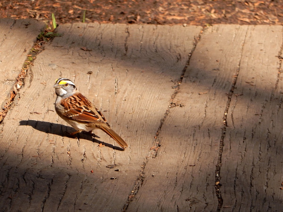 White-throated Sparrow