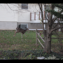 White-tailed deer