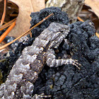 Eastern Fence Lizard