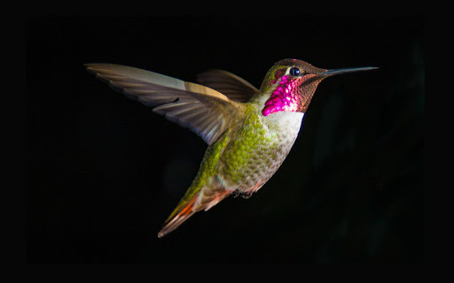 Colorful Hummingbird Dances in Mid-Air screenshot 2
