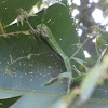 Green Iguana [Juvenile]