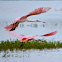 Roseate Spoonbill