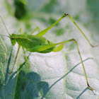 katydid