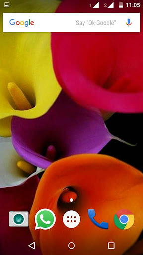 免費下載個人化APP|Calla Lilly Wallpapers HD app開箱文|APP開箱王