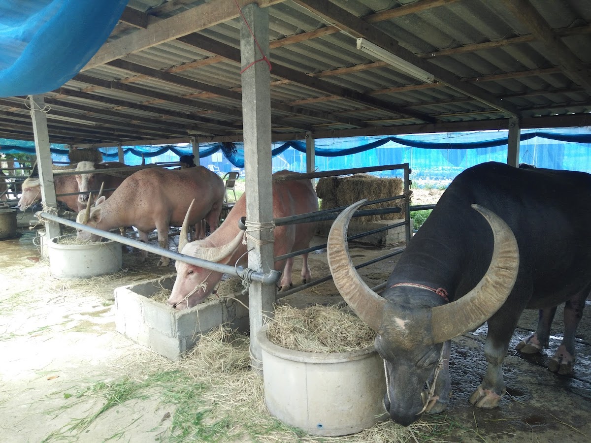 Water Buffalo