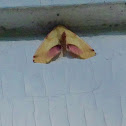 Lemon Plagodis Moth