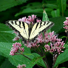 Eastern Tiger Swallowtail