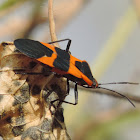 Large Milkweed Bug