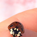 Eye-spotted Lady Beetle