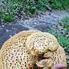 Pheasant back mushroom