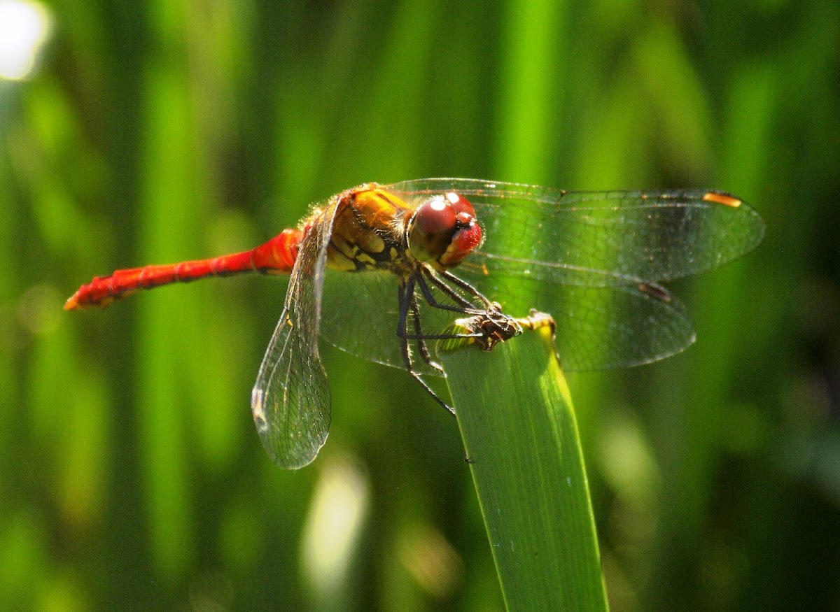 Ruddy darter