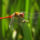 Ruddy darter