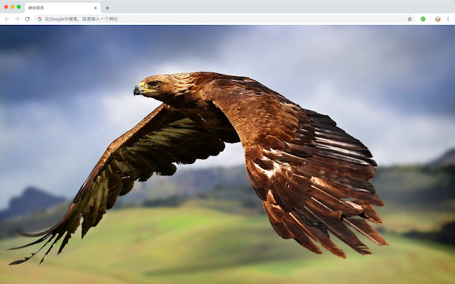 Eagle New Tab Page HD Wallpapers Themes