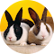 Item logo image for Bunny & Rabbit Wallpaper