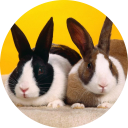 Bunny & Rabbit Wallpaper chrome extension