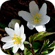 Download Anemone (Windflower) Wallpaper + Bonus For PC Windows and Mac