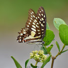 Common Jay