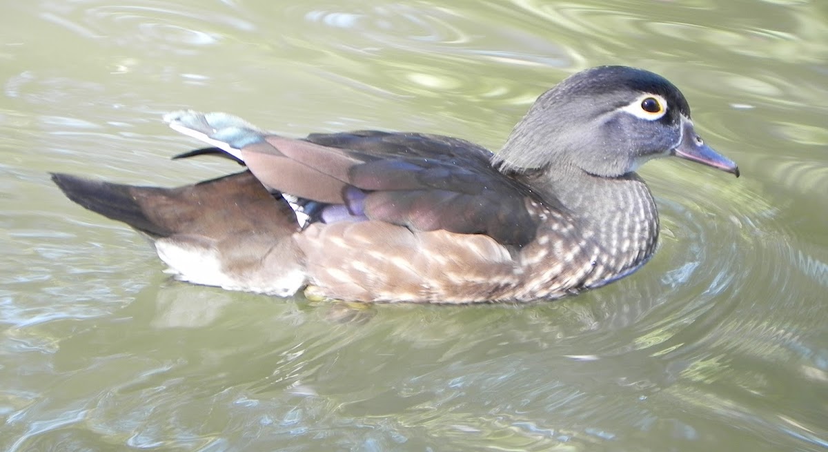 American Wood Duck (Female)