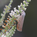 Ornate Bella Moth